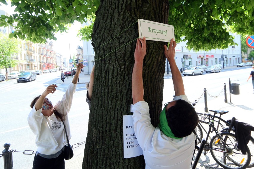  Lipa dostała na imię Krzysztof. Kolejny protest przeciwko wycince drzew w centrum Lublina 