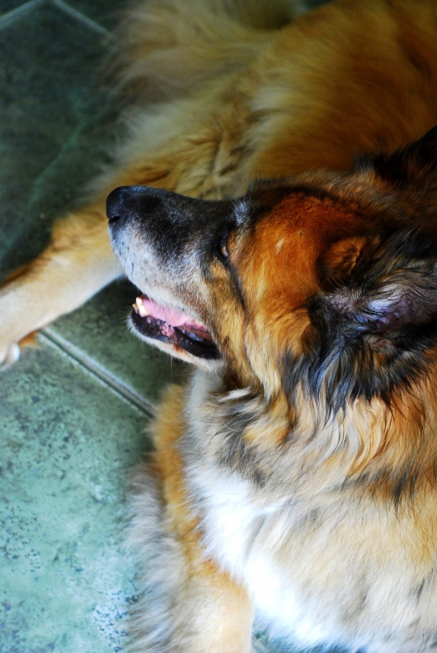Światowy Dzień Psa w schronisku Fauna w Rudzie Śląskiej