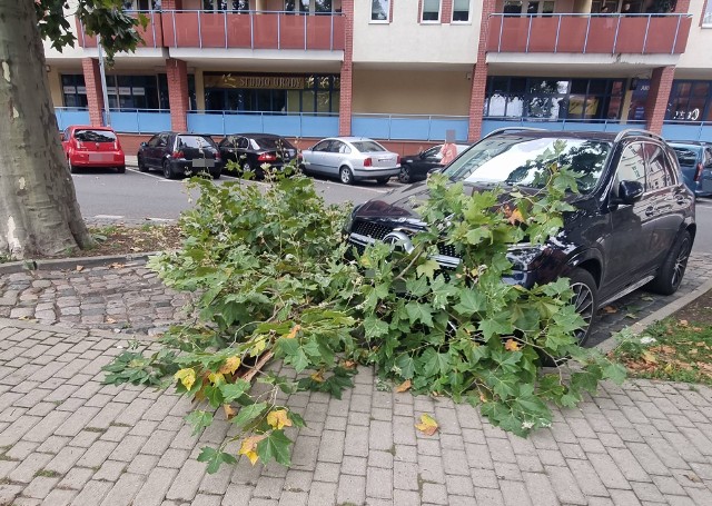 - Jak widać, ostatnia przycinka gałęzi nie dała pożądanych efektów - zauważa pani Magdalena. To już kolejny taki przypadek na tym placu