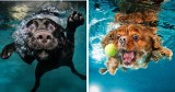 Te psy spełniły swoje wodne marzenia. Zobacz niesamowite psie zdjęcia zrobione pod powierzchnią wody