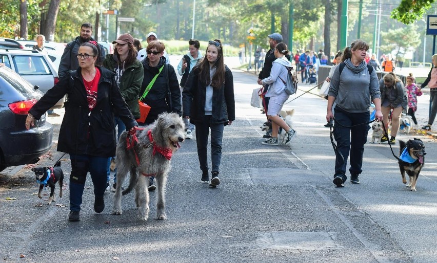 Parada psów adoptowanych i ich przyjaciół odbyła się w...