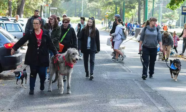 Parada psów adoptowanych i ich przyjaciół odbyła się w niedzielę, 3 października w Bydgoszczy. Uczestnicy wyruszyli sprzed stadionu Zawiszy, a następnie ruszyli trasą spacerową w kierunku Myślęcinka.