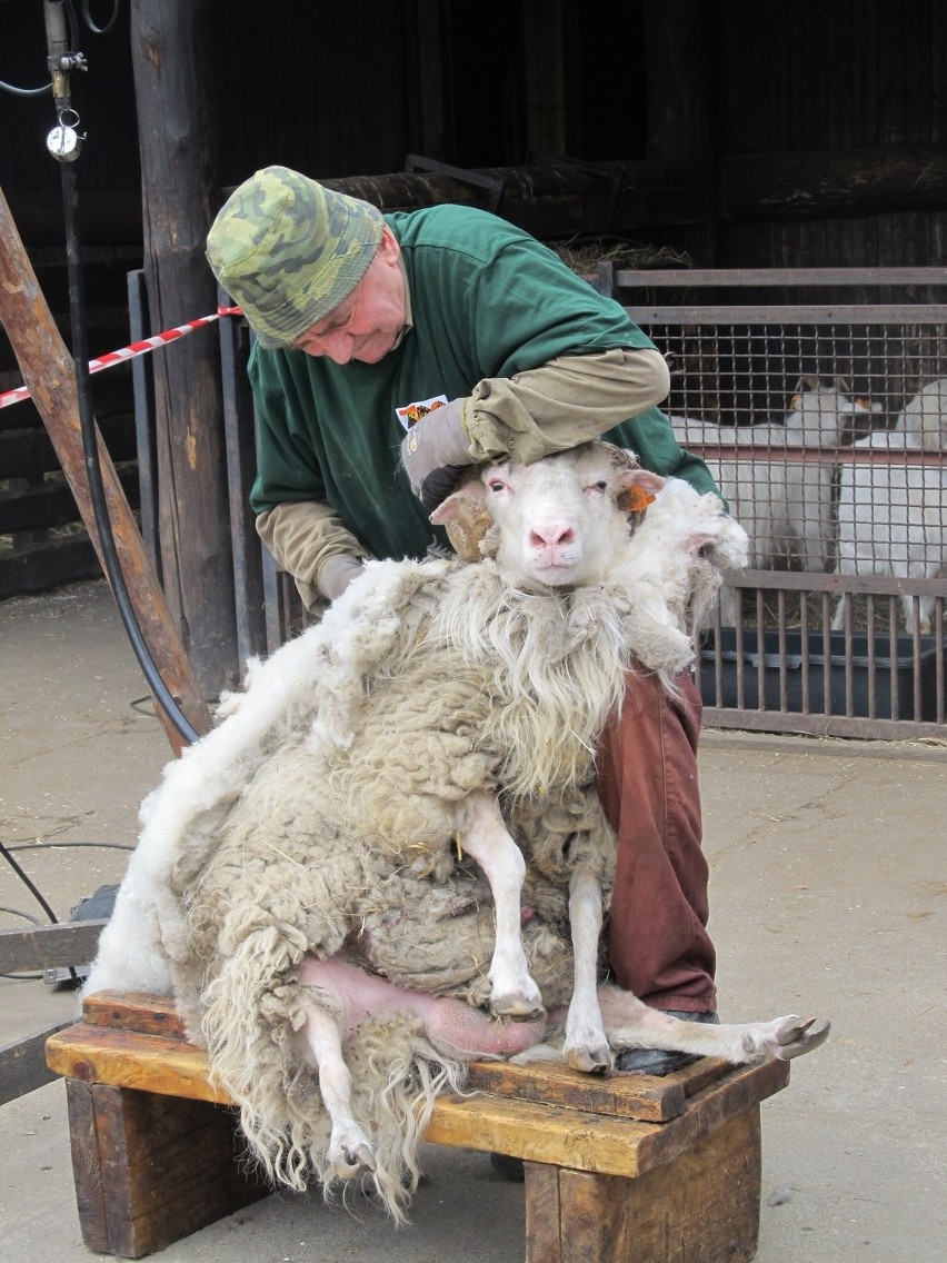 Owce z wrocławskiego zoo poszły do "fryzjera" (ZDJĘCIA)