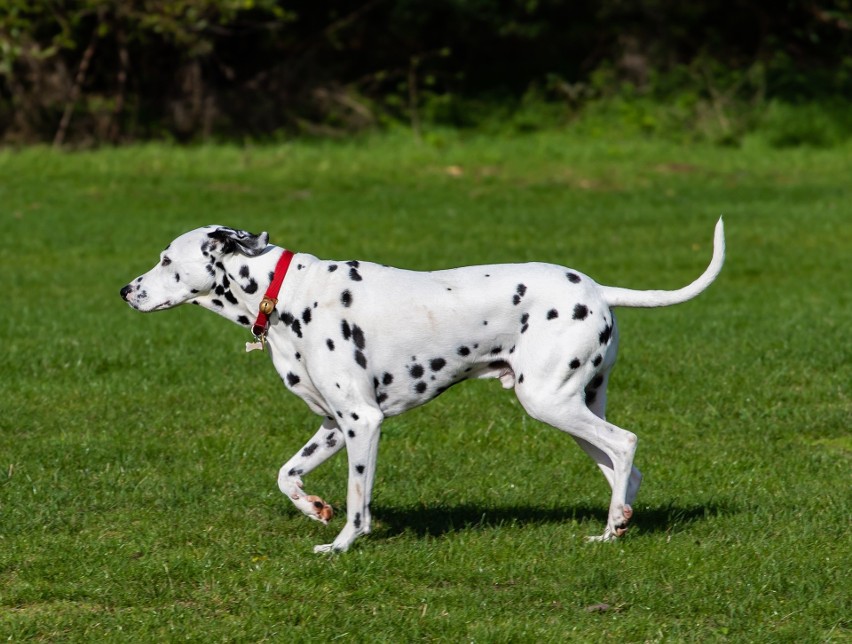 Dalmatyńczyk to jedna z popularniejszych ras psów,...