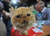 XVI Międzynarodowa Wystawa Kotów Rasowych w Łuczniczce [ZDJĘCIA, WIDEO]