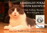 Kameralny pokaz kotów rasowych w Szczecinie