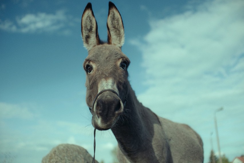 Kręcone na Podkarpaciu filmy "Śubuk" i "IO" rozbiły bank. Powalczą o Polskie Nagrody Filmowe ORŁY!