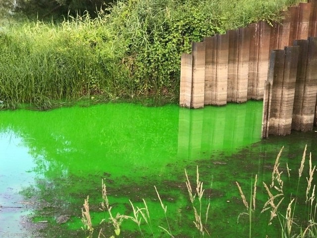 Woda zostanie zabarwiona fluorosceiną, która nie stanowi zagrożenia dla środowiska