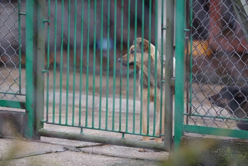 Schronisko dla zwierząt z prawdziwego zdarzenia –...