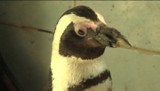 Pingwin Blondas dostanie protezę wydrukowaną w 3D (wideo)