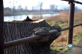 Krosno Odrzańskie. Nie ma już 100-letniego drzewa przy moście. Poszło do ścięcia. Petycje nic nie dały