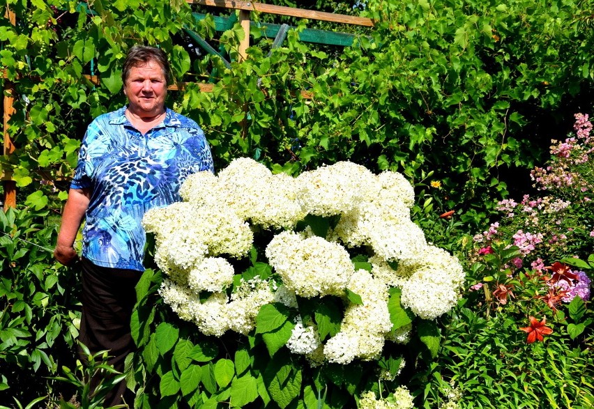 Wzorowa działka 2019 cz. 8: działka Jadwigi Bornińskiej i Marzeny Paluchowskiej [ZDJĘCIA]