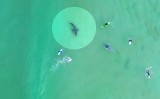 Rekin podpływa do surferów. Niesamowite nagranie z drona