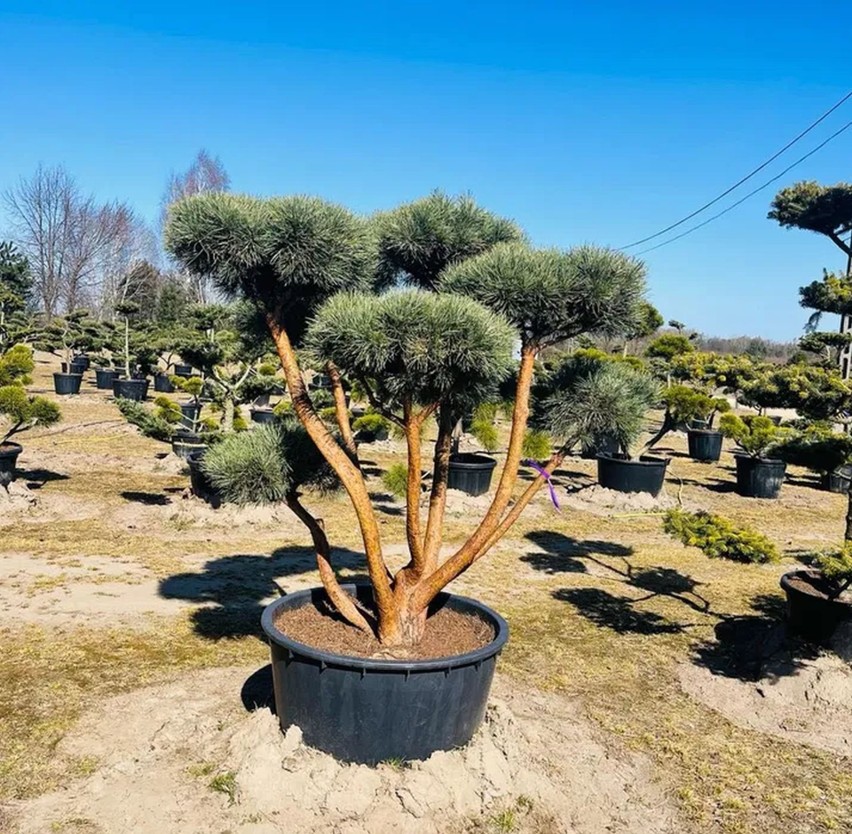 Sosna Watereri o niebieskawych igłach, cięta w stylu bonsai,...