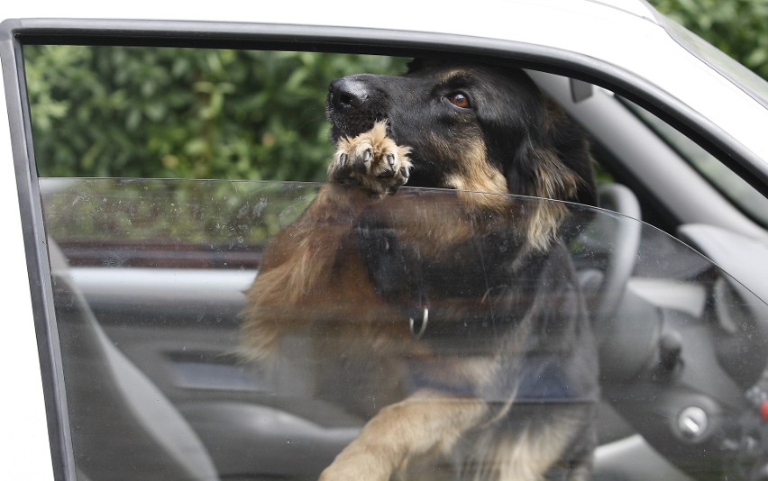 Zdjęcie ilustracyjne. Pies zamknięty w samochodzie odwodni...