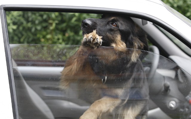 Zdjęcie ilustracyjne. Pies zamknięty w samochodzie odwodni się w 15 minut. Może to doprowadzić do udaru i śmerci.