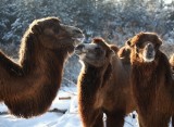 W Zoo Leśne Zacisze w Lisowie rusza żywa szopka bożonarodzeniowa. Wstęp wolny
