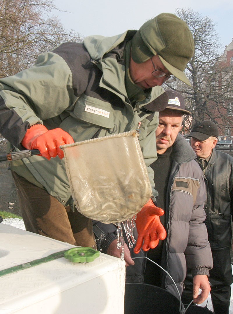 Sześc tysiecy sztuk narybku lipienia wpuścili dziś rano do...