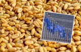 Kraje UE zgodziły się na pakiet pomocy dla krajów dotkniętych importem zbóż z Ukrainy. Ile pieniędzy otrzyma Polska?