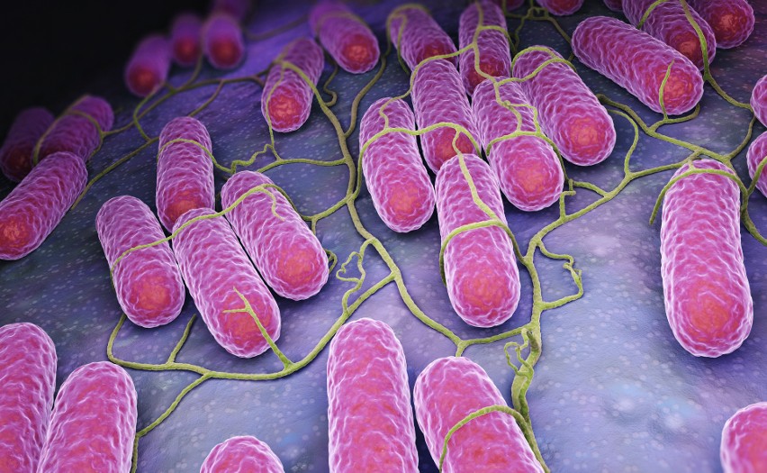 Salmonella to bakteria z rodziny Enterobacteriaceae....