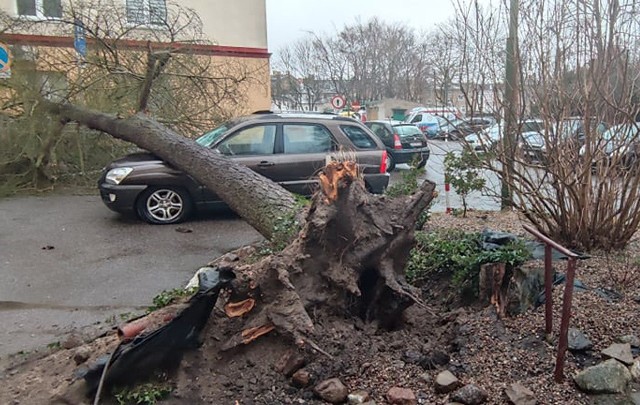 W Koszalinie przy ul. Kościuszki na samochód spadło drzewo