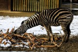 Kraków. U zwierzaków w zoo już zima. Odwiedzać je można codziennie przez cały rok! [ZDJĘCIA]