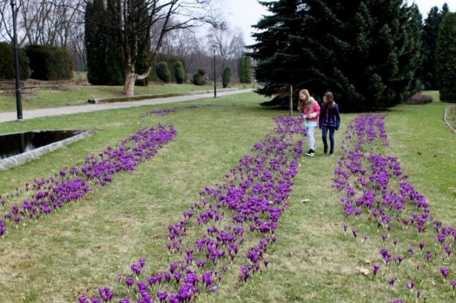 Wiosna w Parku Śląskim! 2 tysiące krokusów w Rosarium ZDJĘCIA