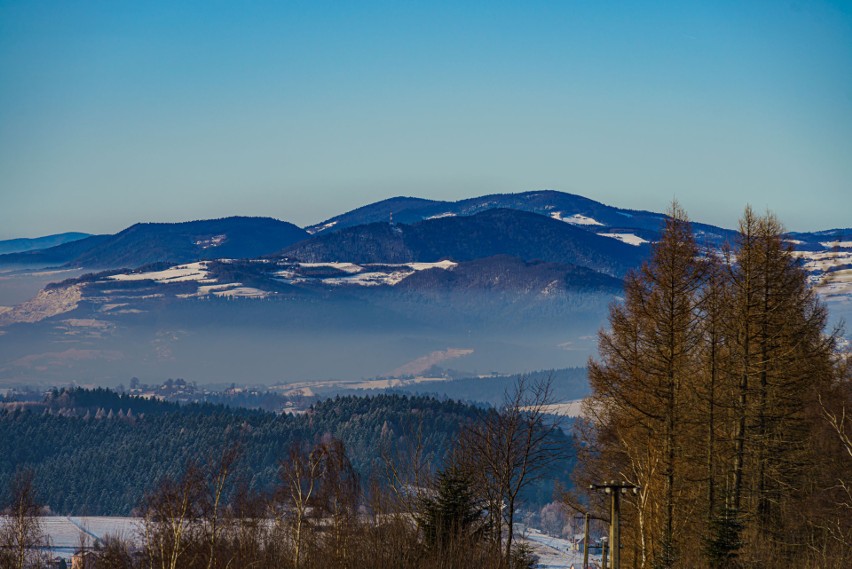 Rezerwat Cisów w Mogilnie zimą 2021 roku
