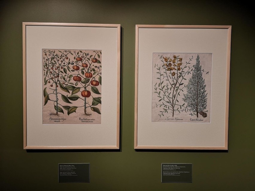 Botaniczne poszukiwania. Sztuka botaniczna w XXI wieku" to...