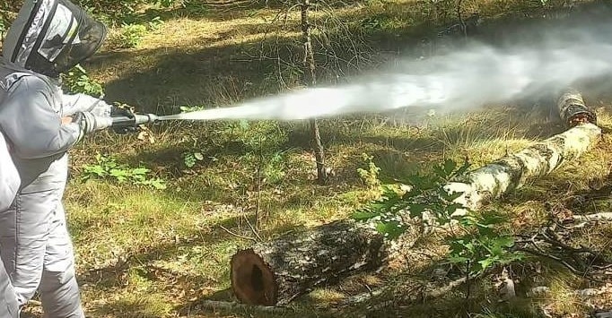 Szerszenie zaatakowały dzieci sprzątające las w Jastrząbce. Do zdarzenia doszło 15.09.2023