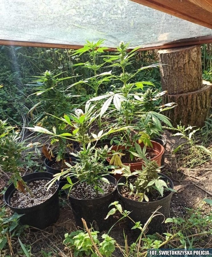 Zakazane rośliny w nietypowej szklarni w gminie Małogoszcz
