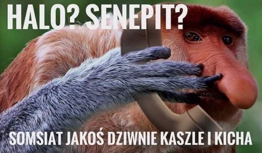 Koronawirus oczami internautów. Zobacz memy, które oswajają...