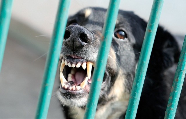 Zdaniem prokuratora psy w słupskim schronisku były bite i uśmiercane.