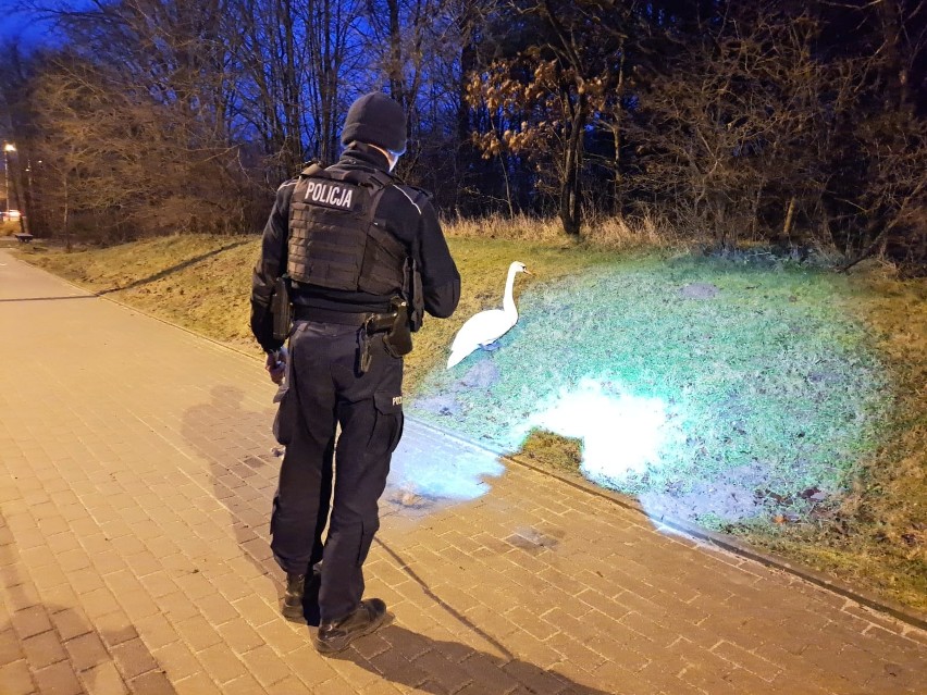 Łabędź spacerował po drodze wojewódzkiej 228 pod Bytowem. Uratował go policjant