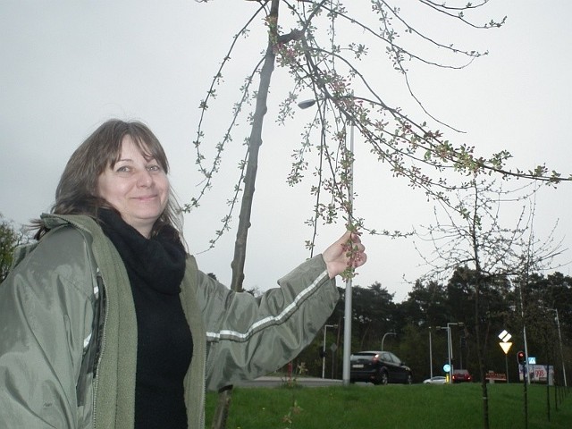 W mieście nie zakwitnie 30 dodatkowych, młodych drzew z gatunku Malus floribunda. Chciała je przekazać Barbara Krawczyk. Miasto prezentu nie wzięło.