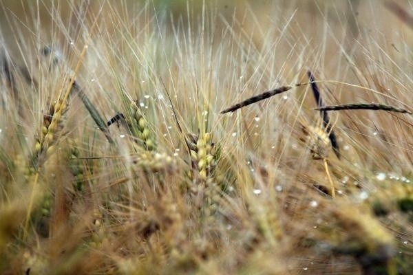 Będą odszkodowania za klęski żywiołoweBędą odszkodowania za klęski żywiołowe