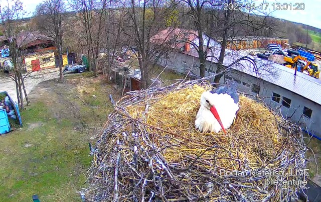 W Wielkanoc mogliśmy już podpatrywać bocianią rodzinę w gnieździe w Skaryszewie.