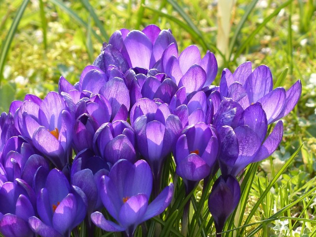 Krokusy jako jedne z pierwszych kwiatów uraczą nas barwnym kwitnieniem. Nie boją się mrozów, dlatego często wynurzają się na powierzchnię, gdy wokół jeszcze zalega śnieg. Podobnie jak tulipany lubią słońce i żyzną glebę.