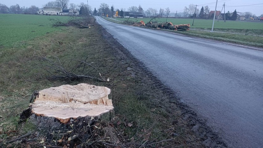 Rzeź drzew na drodze koło Chełmży. Dziesiątki dorodnych lip poszły pod topór. Kto za tym stoi? 