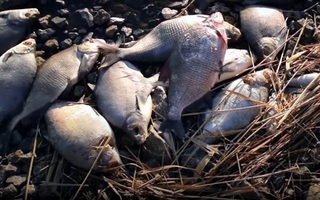 Martwe ryby znaleziono na brzegu Morza Bałtyckiego na wyspie Rugia