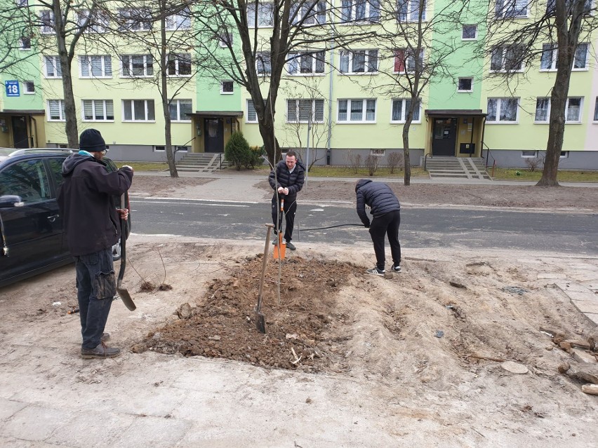 Zasadzili nowe drzewa przy ul. Herberta w Lublinie. Zobacz zdjęcia z akcji Miejskiej Partyzantki Ogrodniczej
