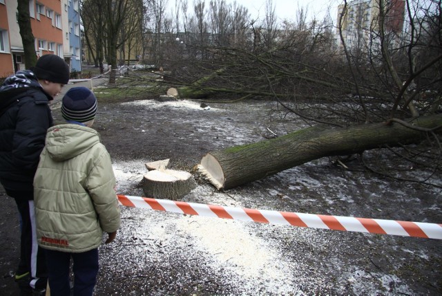 W lutym ze skweru na Bronowicach wycięto 77 drzew oraz krzewy