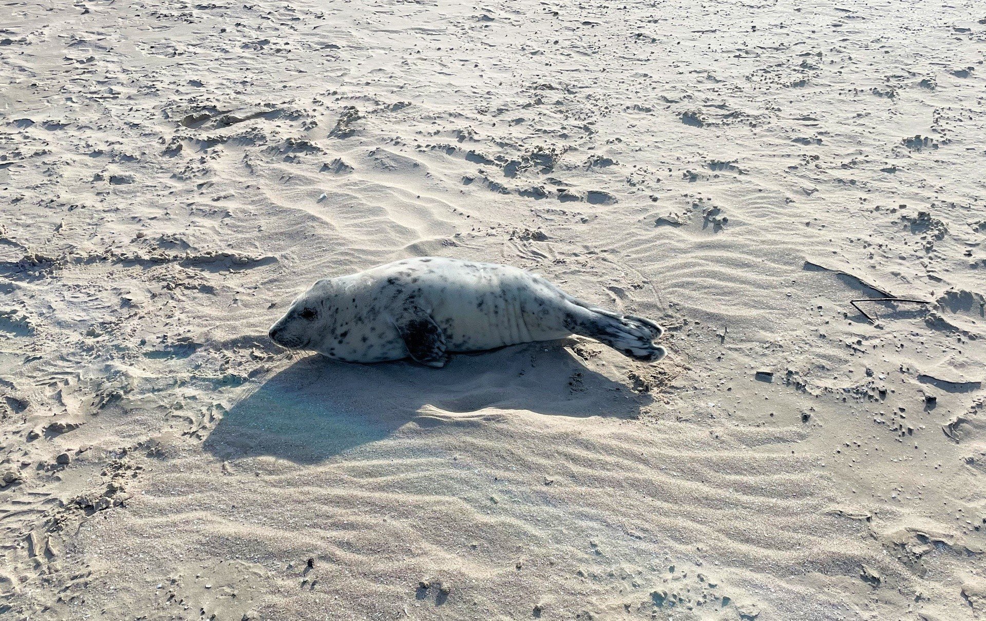 Wyziębiona foczka na świnoujskiej plaży. Dostała imię „Sopelek” i dochodzi  do siebie na Helu | Głos Szczeciński