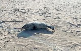 Wyziębiona foczka na świnoujskiej plaży. Dostała imię „Sopelek” i dochodzi do siebie na Helu