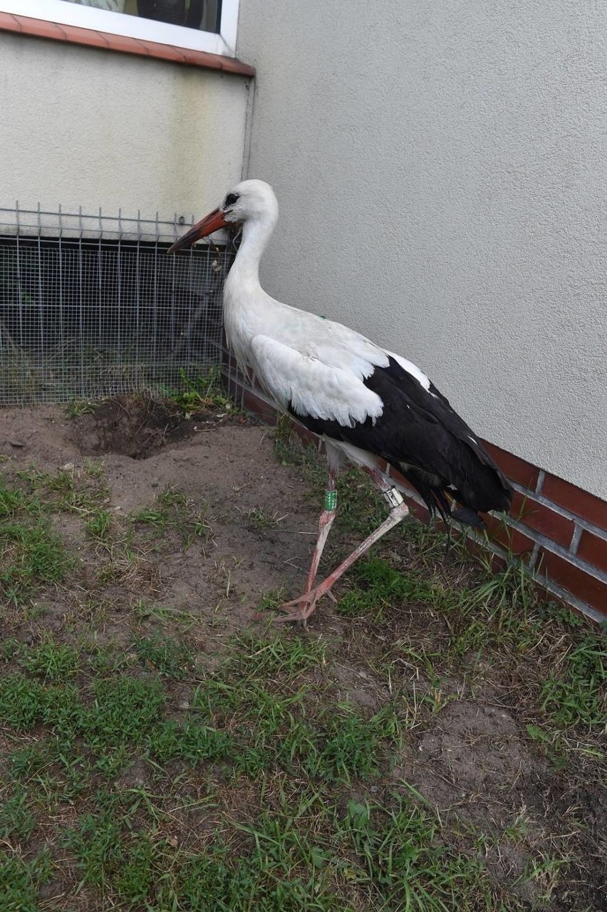 Bocian po leczeniu w Lesznie trafi do ośrodka rehabilitacji...