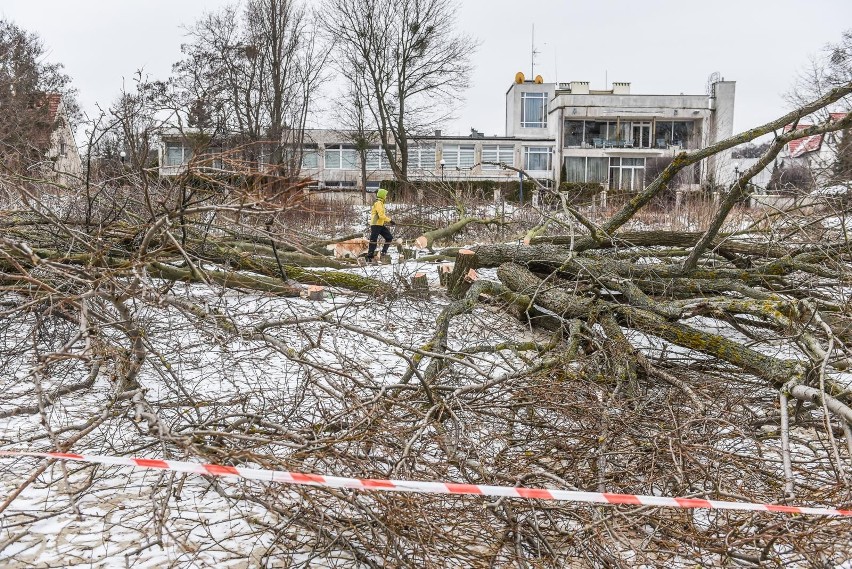 Gdańsk: Policja szuka sprawców nielegalnego wyrębu. Kto odpowiada za wycinkę 55 drzew w Jelitkowie? 