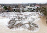 Gdańsk: Policja szuka sprawców nielegalnego wyrębu. Kto odpowiada za wycinkę 55 drzew w Jelitkowie? 