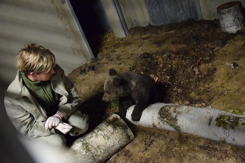 Cisna jest już w Nowym Zoo w Poznaniu