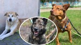 25 października swoje święto mają kundelki. W schronisku w Dyminach te psie piękności czekają na swój nowy dom! [ZDJĘCIA]