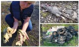 Plaga szczurów, palenie śmieci i znęcanie się nad zwierzętami. Osada romska w Koszarach w Limanowej bohaterem programu TVP 